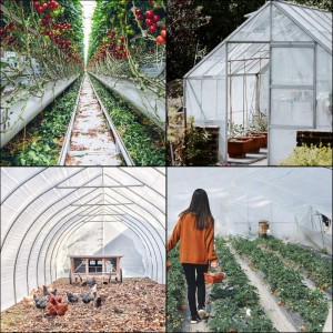 16 x 28 ft Clear Polyethylene Greenhouse Film 16 x 28 ft Clear Polyethylene Greenhouse Film-application